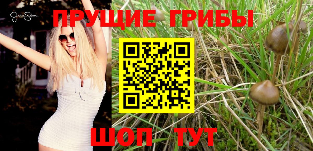 Псилоцибиновые грибы Psilocybe  Вход с VPN  Новоалтайск 